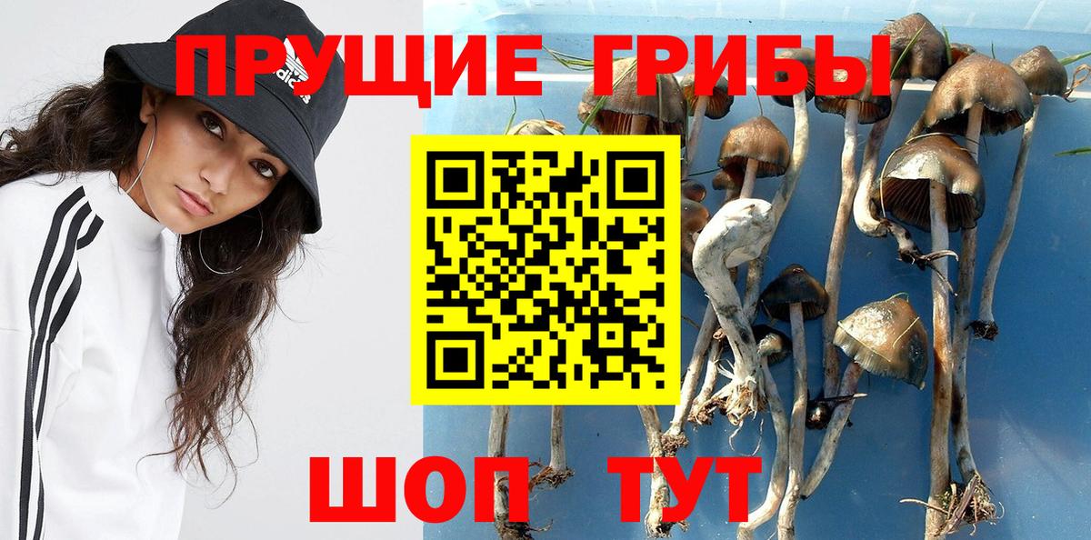 Галлюциногенные грибы ЛСД  Галлюциногенные грибы Cubensis  Черногорск  цена   Вход с VPN 