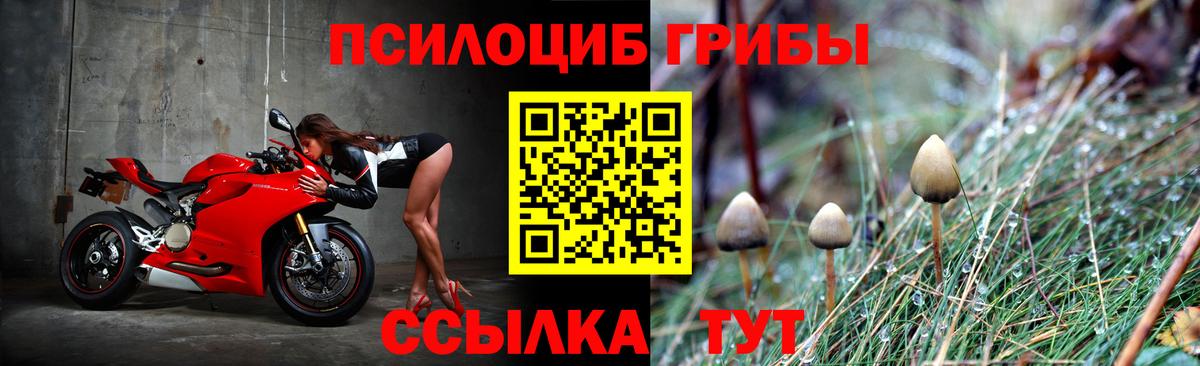 Псилоцибиновые грибы Psilocybe Черногорск